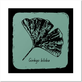 Ginkgo biloba black Posters and Art